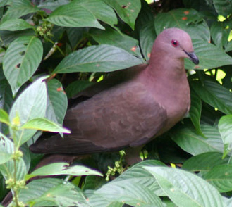 Columba nigrirostris